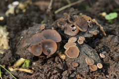 Ciboria batschiana