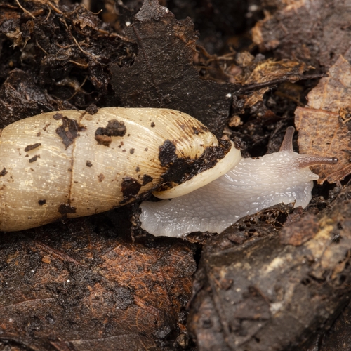 Excussispira laurentiana