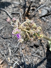 Ledebouria revoluta