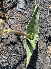 Ledebouria revoluta
