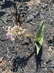 Ledebouria revoluta