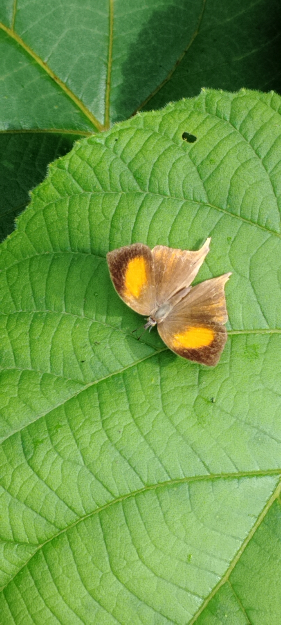 Yamfly
