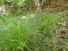 Carex subviridis