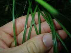 Carex subviridis