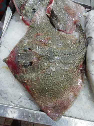 Thornback Ray