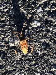 Leptoglossus occidentalis
