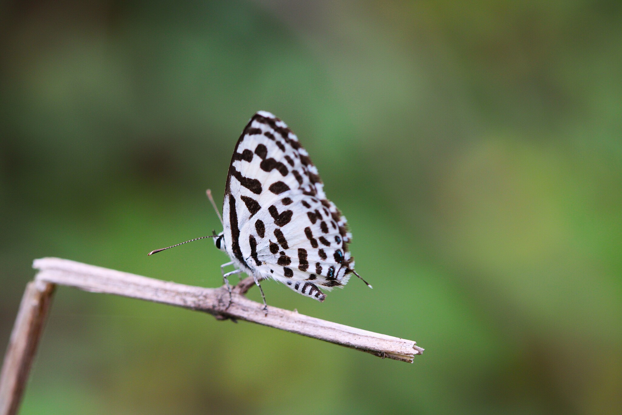 Common Pierrot