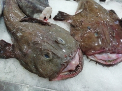 Lophius piscatorius