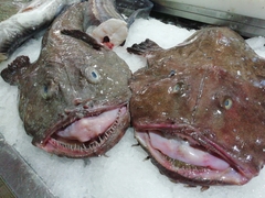 Lophius piscatorius