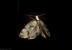Coesyra hemiphragma