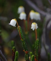 Cassiope tetragona tetragona