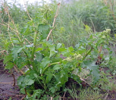 Koenigia alaskana