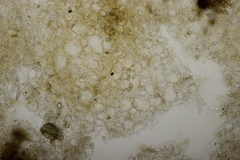 Ciboria batschiana