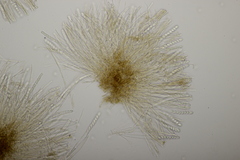 Ciboria batschiana