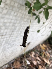 Macroglossum corythus