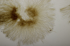 Ciboria batschiana