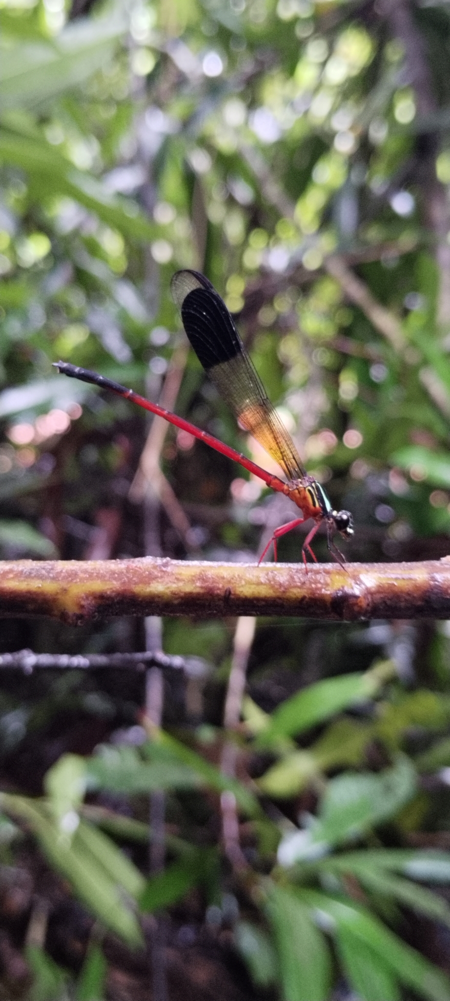Malabar Satinwing