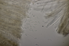 Ciboria batschiana