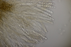 Ciboria batschiana