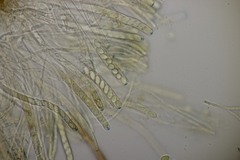 Ciboria batschiana