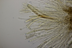 Ciboria batschiana