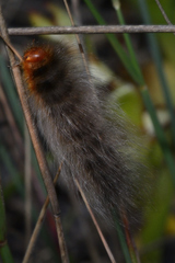 Phyllalia