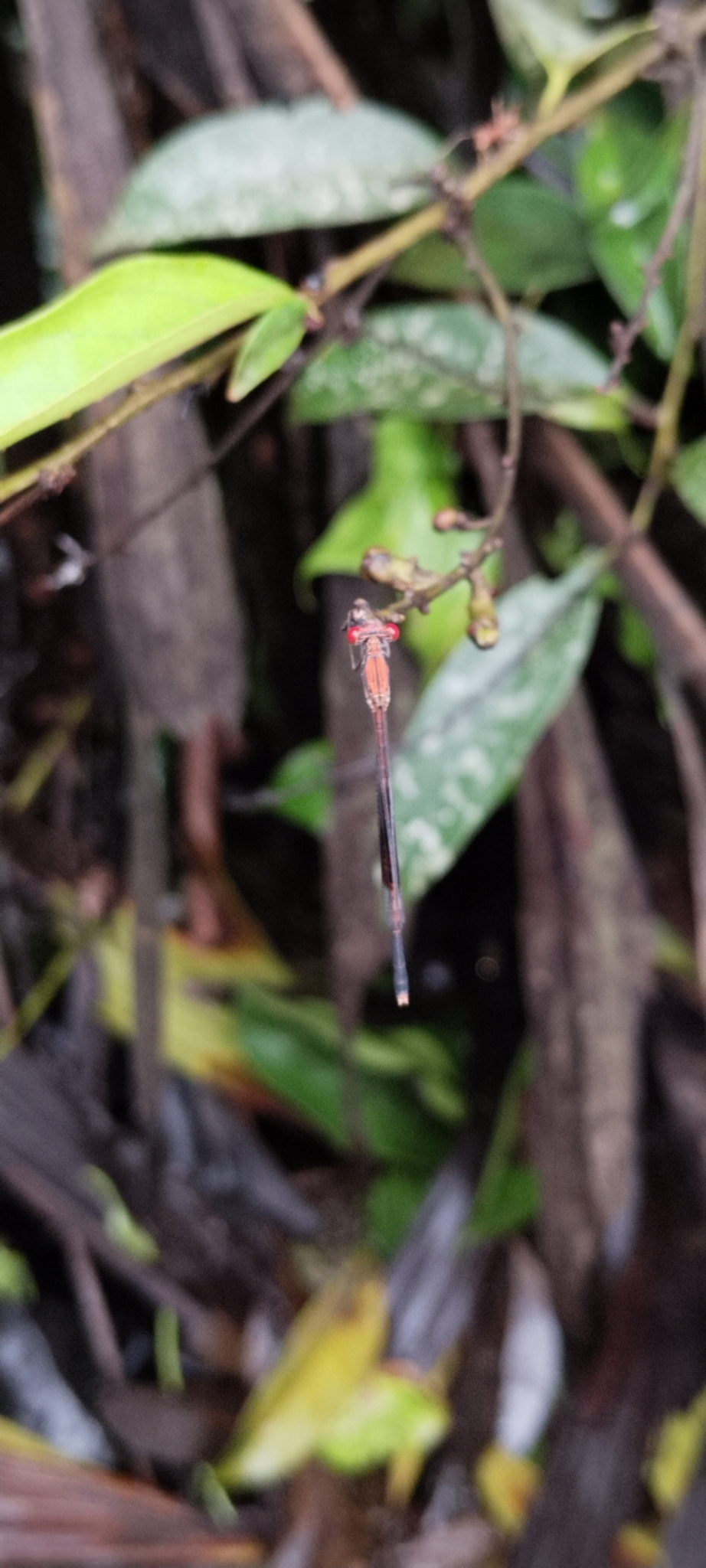 Black-Banded Threadtail