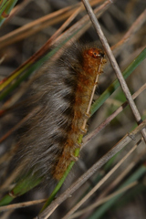 Phyllalia