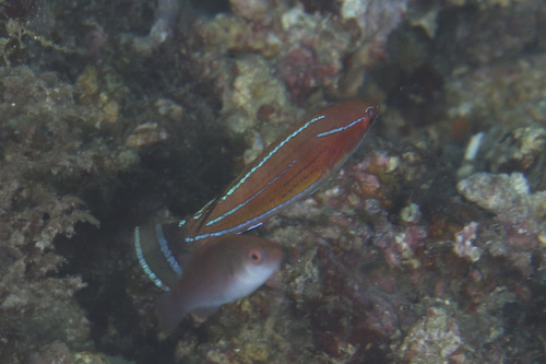 Paracheilinus carpenteri observed 2025-06-01