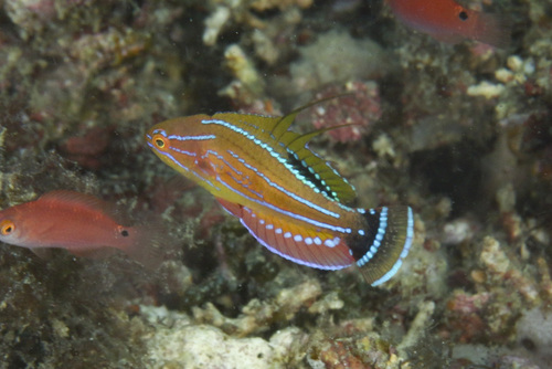 Paracheilinus carpenteri observed 2025-06-01