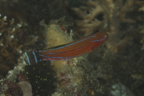 Paracheilinus carpenteri observed 2025-06-01