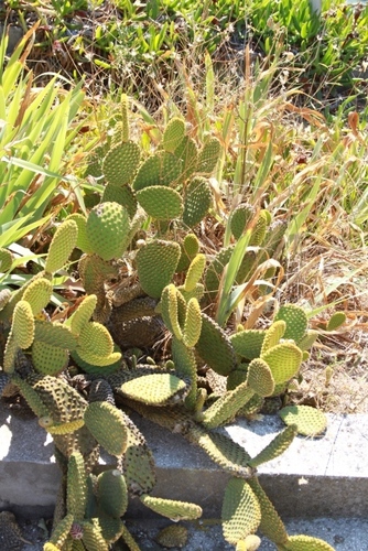 Mišje uši (Opuntia microdasys)