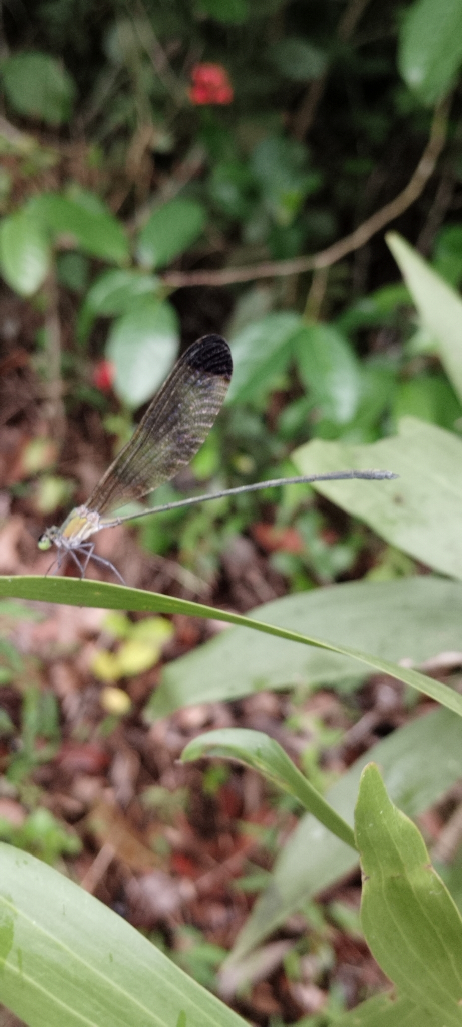 Black-Tip Flashwing