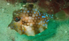 Smallspine Turretfish photo 2