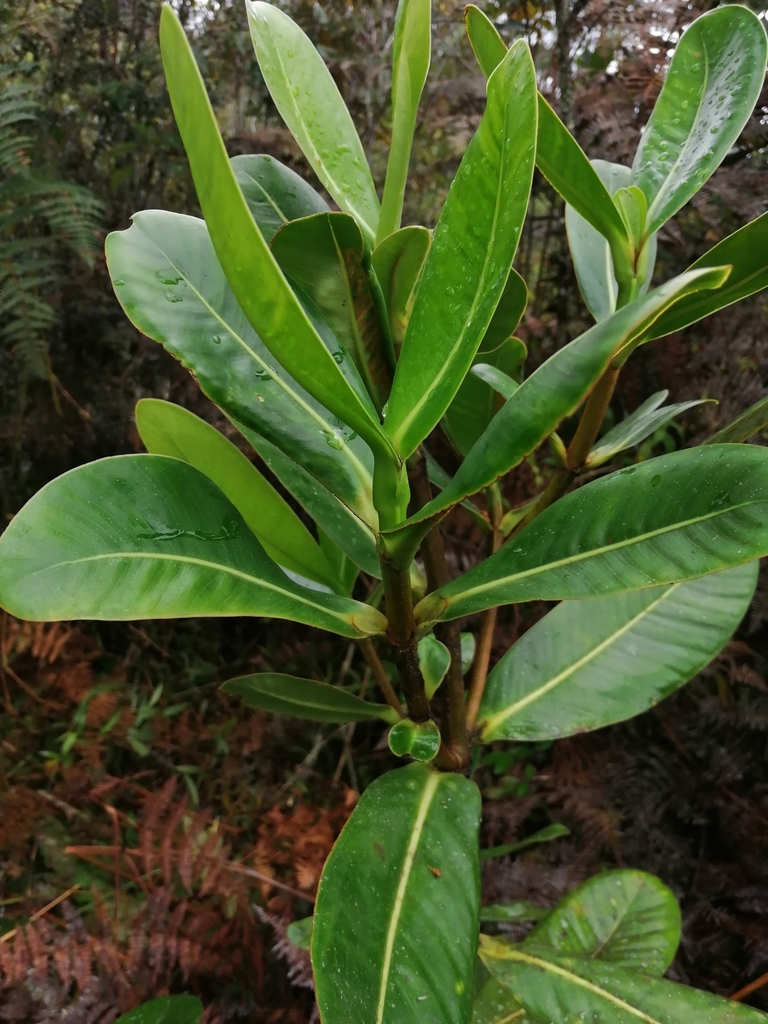 attorney trees from Guarne, Antioquia, Colombia on September 17, 2019 ...