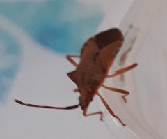 Gonocerus acuteangulatus