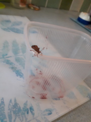 Gonocerus acuteangulatus