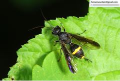 Taeniogonalos subtruncata