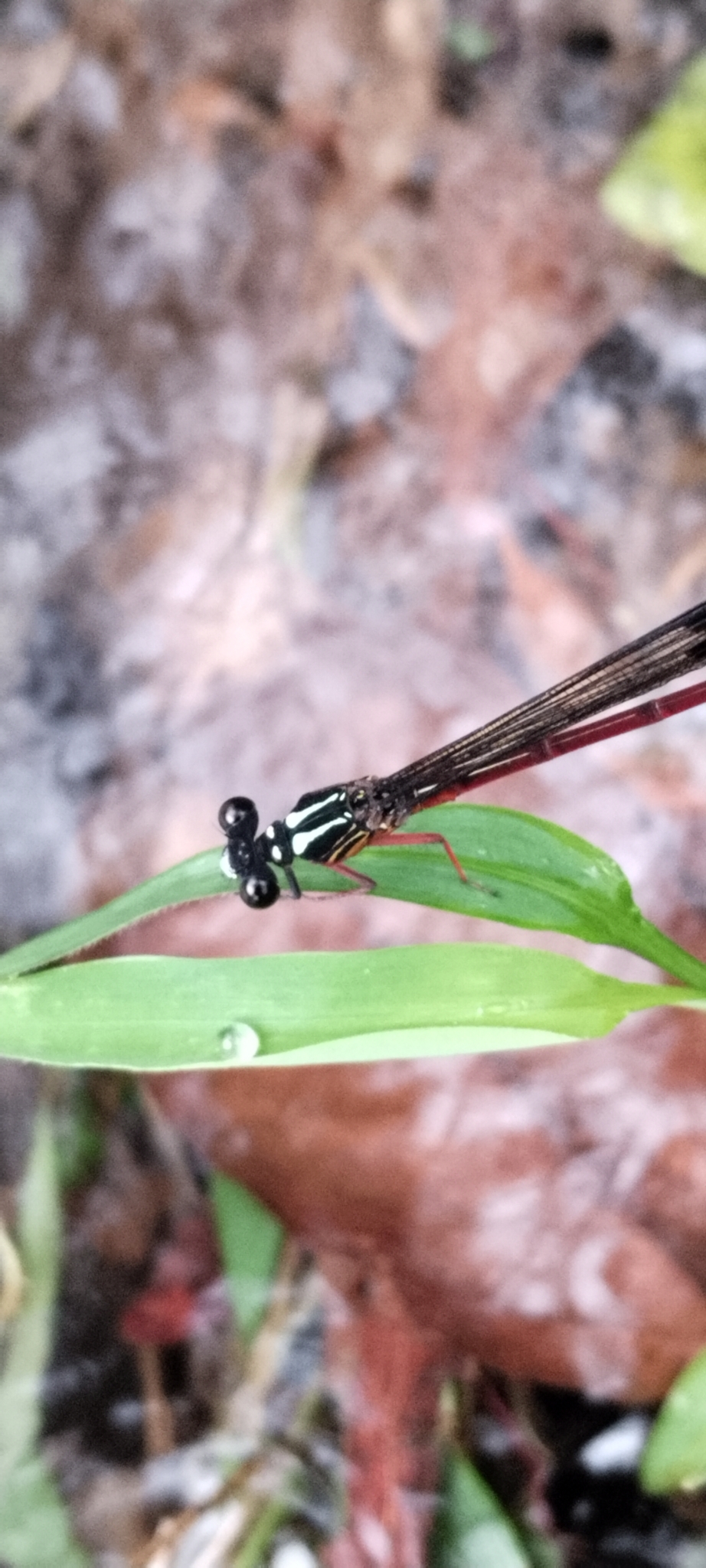 Malabar Satinwing