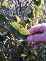 Gymnosporangium sabinae