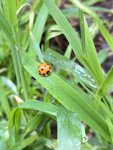 Greater Asian Lady Beetle