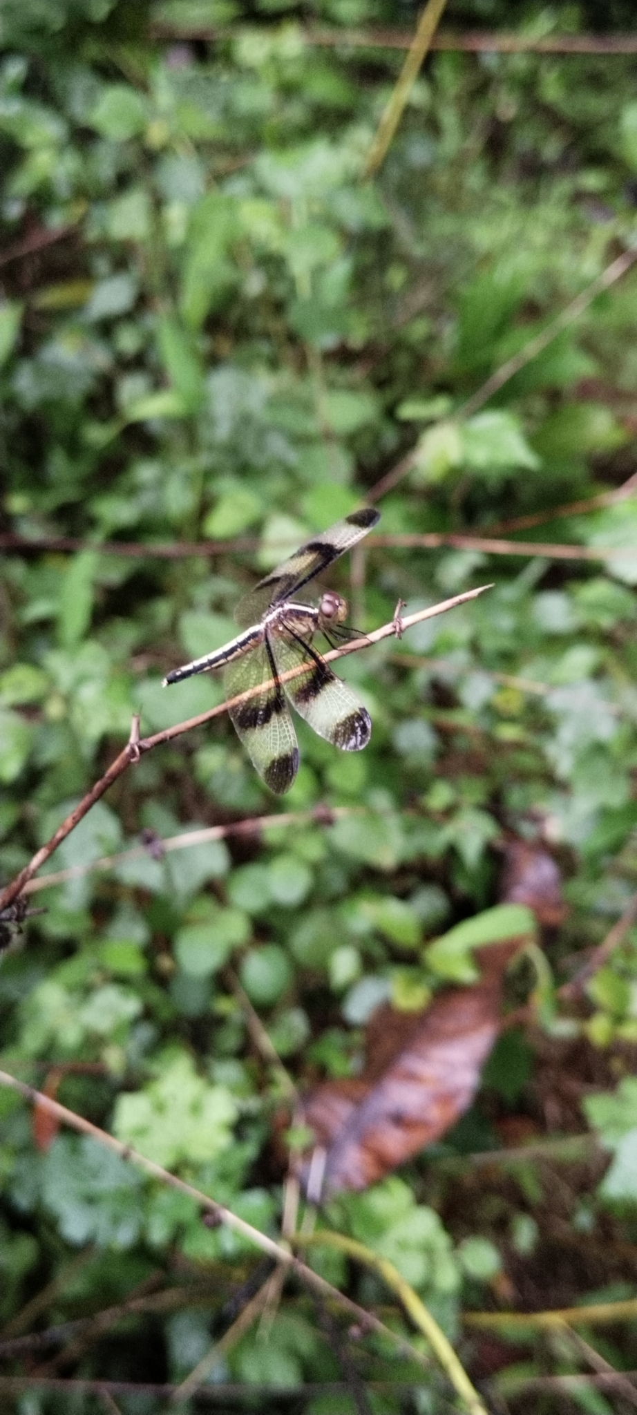Pied Paddy Skimmer
