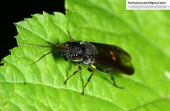 Taeniogonalos subtruncata