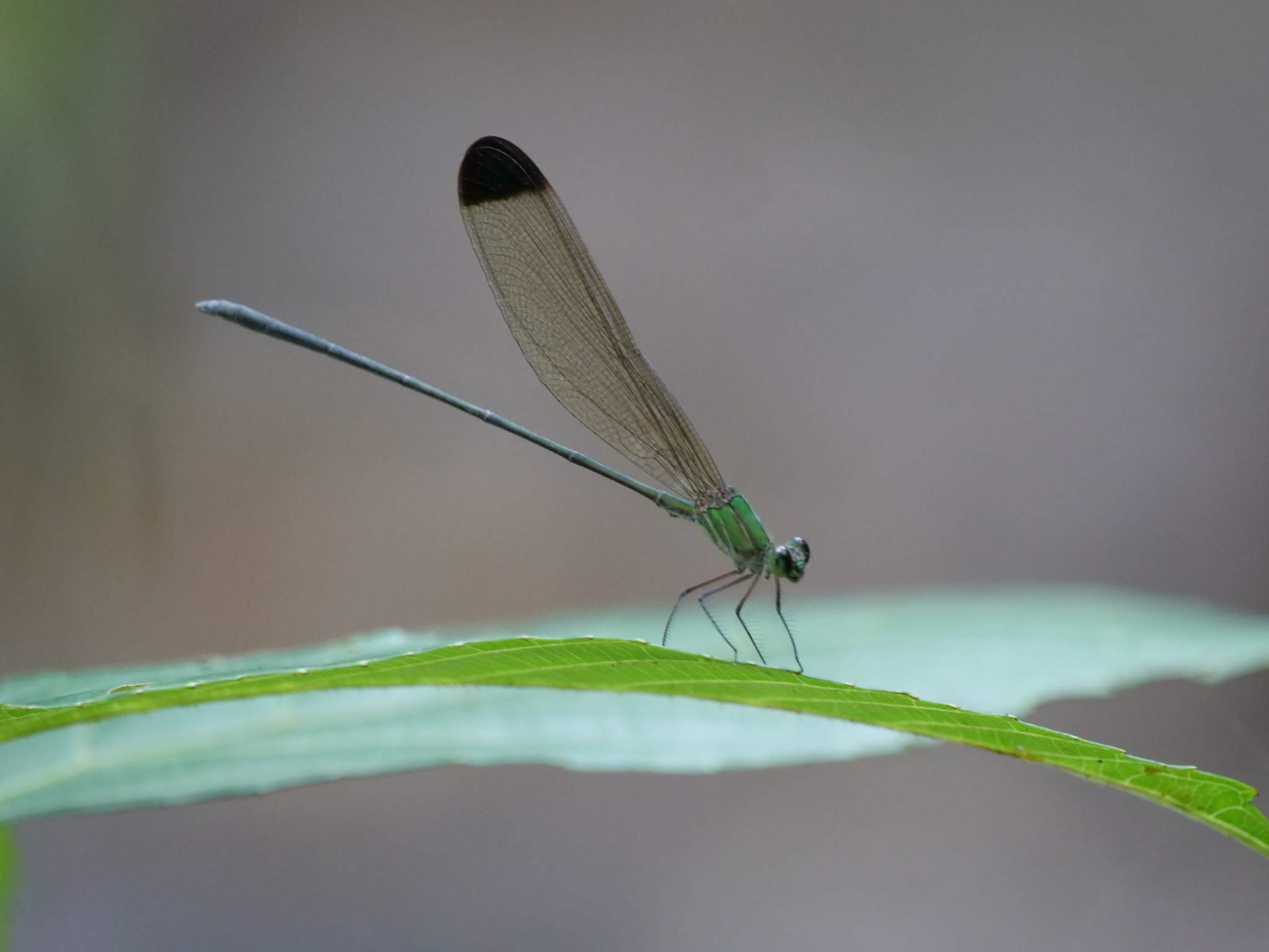Black-Tip Flashwing
