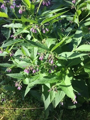 Symphytum officinale