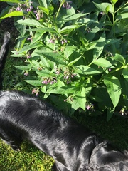 Symphytum officinale