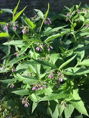 Symphytum officinale
