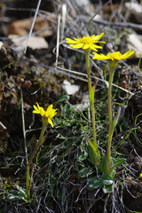 Tephroseris frigida
