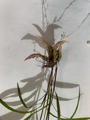 Muhlenbergia mexicana
