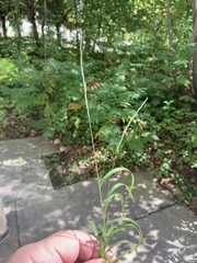 Muhlenbergia mexicana